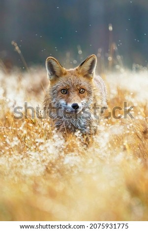 Cute Red Fox, Vulpes vulpes. Jumping fox. Beautiful animal in the morning hoarfrost. Wildlife scene from the wild nature, Czech Republc, Europe. Cute animal in habitat. Red fox running 
