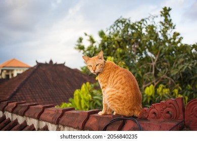 Cute red ginger cat sitting on a brown red roof