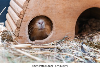 Cute Red Guinea Pig Hiding In Wooden House.