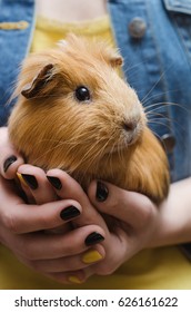 Cute Red Guinea pig on the female hands. Close up.