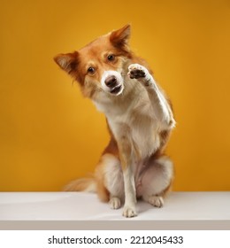 Cute Red Hair Dog Is Raising Its Paw To Greet The Viewer As If Saying Hello Or Goodbye.                    