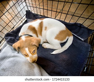 Cute Red Heeler Puppy Resting In His Crate.