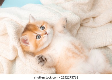 a cute red kitten on a blue background is wrapped in a beige plaid. A fluffy kitten looks into the camera on a blue background, top view - Shutterstock ID 2252173761