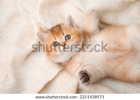 a cute red kitten on a blue background is wrapped in a beige plaid. A fluffy kitten looks into the camera on a blue background, top view