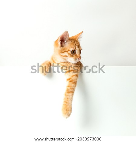 Cute red kitten on white background. Playful and funny pet. Copy space.