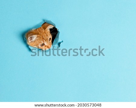 Similar – Image, Stock Photo of mice and humans.