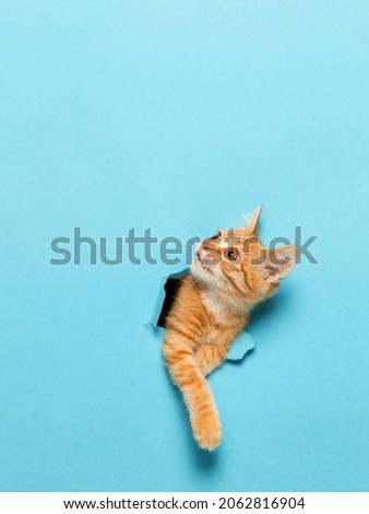 A cute red kitten peeks out through hole in the paper. Playful and funny pet, blank for advertising, poster, sale, veterinary clinic.