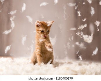 Chat De Bebe Images Stock Photos Vectors Shutterstock