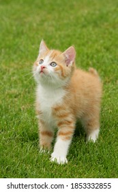 cute red kitten standing in the grass and looking up