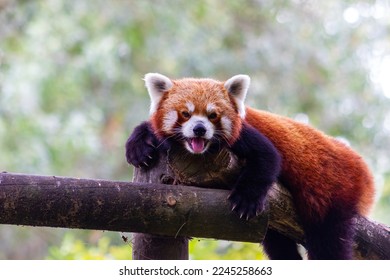 Cute red or lesser  panda looking at the camera.  (Ailurus fulge
