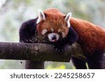 Cute red or lesser  panda in a zoo. (Ailurus fulgens)