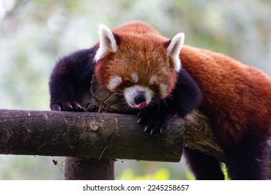 Cute red or lesser  panda in a zoo. (Ailurus fulgens) - Shutterstock ID 2245258657