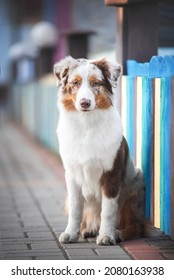 Cute Red Merle Australian Shepherd Puppy Sitting Near Colorful Fence