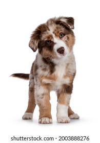 Cute Red Merle White With Tan Australian Shepherd Aka Aussie Dog Pup, Standing Facing Front. Looking Towards Camera With Cute Head Tilt, Mouth Closed. Isolated On A White Background.