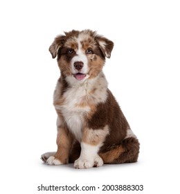 Cute red merle white with tan Australian Shepherd aka Aussie dog pup, sitting on ass facing front. Looking towards camera, tongue out. Isolated on a white background. - Powered by Shutterstock