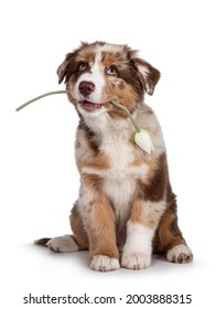 Cute Red Merle White With Tan Australian Shepherd Aka Aussie Dog Pup, Sitting On Ass Facing Front. Holding Fake Tulip In Mouth, Looking Up. Isolated On A White Background.