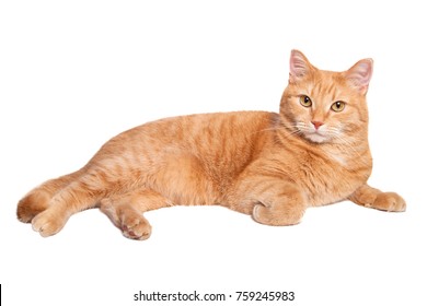 Cute red pale yellow cat lying isolated on white background.