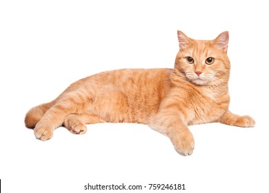 Image result for yellow cat"