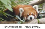 Cute red panda 