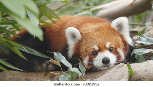 Cute red panda  - Shutterstock ID 780819982