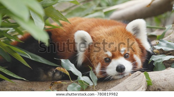 Cute red panda\
