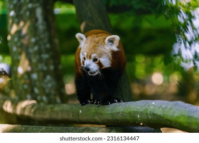 Cute red panda climbs trees and eats grass in Bettembourg's zoo. - Shutterstock ID 2316134447