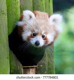 Cute Red Panda Cub