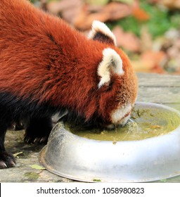 Cute Red Panda Eating