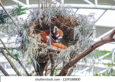 Cute Red Panda (lesser Panda, Ailurus Fulgens) Sitting In The Nest Among Trees In The Zoo