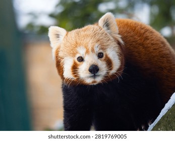 Cute red panda looking forward close-up portrait.