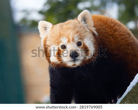 Cute red panda looking forward close-up portrait.