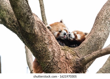 Cute Red Panda Pulling The Tongue Out Curious Couple Sex Mating On Branch Happy