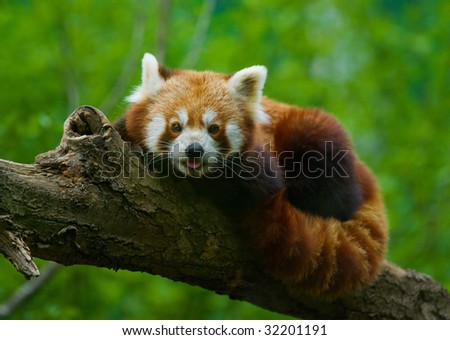 cute red panda pulling the tongue out