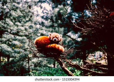 Cute Red Panda Sitting On Nest