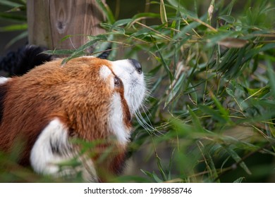 Cute red panda at the zoo - Shutterstock ID 1998858746