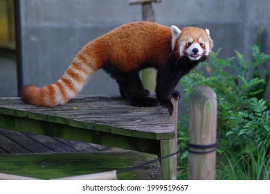 Cute Red Panda At The Zoo