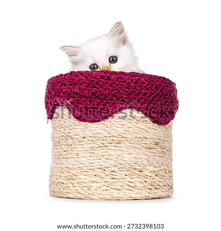 Cute red pointed Sacred Birman cat kitten, sitting in flower pot. Looking curious over edge to lens with dark blue eyes. Isolated on a white background.