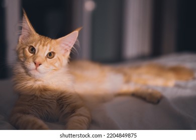 Cute red puppy Maine Coon cat. One of the oldest natural breeds in North America. Orange cat with dense coat of fur and 