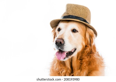 cute red retriever in a brown hat on white background