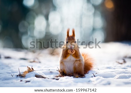 Cute red squirrel eats a nut in winter scene with nice blurred forest in the background