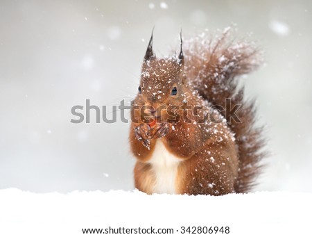 Cute red squirrel in the falling snow, winter in England
