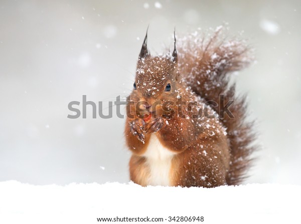 イギリスの秋の雪の中のかわいい赤リス の写真素材 今すぐ編集