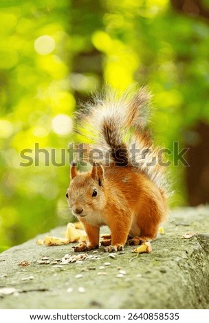 Cute Red Squirrel with a Fluffy tail on a Stone, Eating Sunflower Seeds and Apple Pieces Outdoors. Animal Wildlife in Nature.