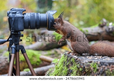 A cute Red squirrel looking through the camera lense