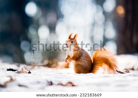Cute red squirrel looking at winter scene - photo with nice blurred forest in the background