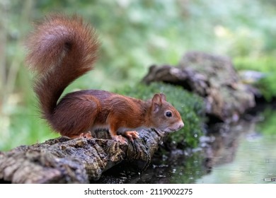 Cute Red Squirrel Near Drinking Water 