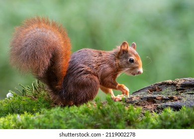 Cute Red Squirrel  Near Water Drinking