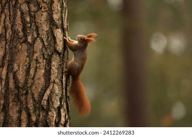 Cute red squirrel (Sciurur vulgaris) climbing on tree trunk bark in autumn forest. Photo with nice blured colors in background. - Powered by Shutterstock