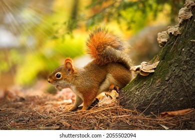 Cute red squirrel or sciurus vulgaris in focus with details standing next to tree trunk against bright green bokeh blurred background in the forest. Close up wildlife image of Eurasian rodent animal.