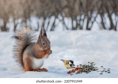 Cute Red Squirrel  Sciurus Vulgaris In Winter Eats A Nut Sitting On The Snow. Cute Animal Eating In Nature